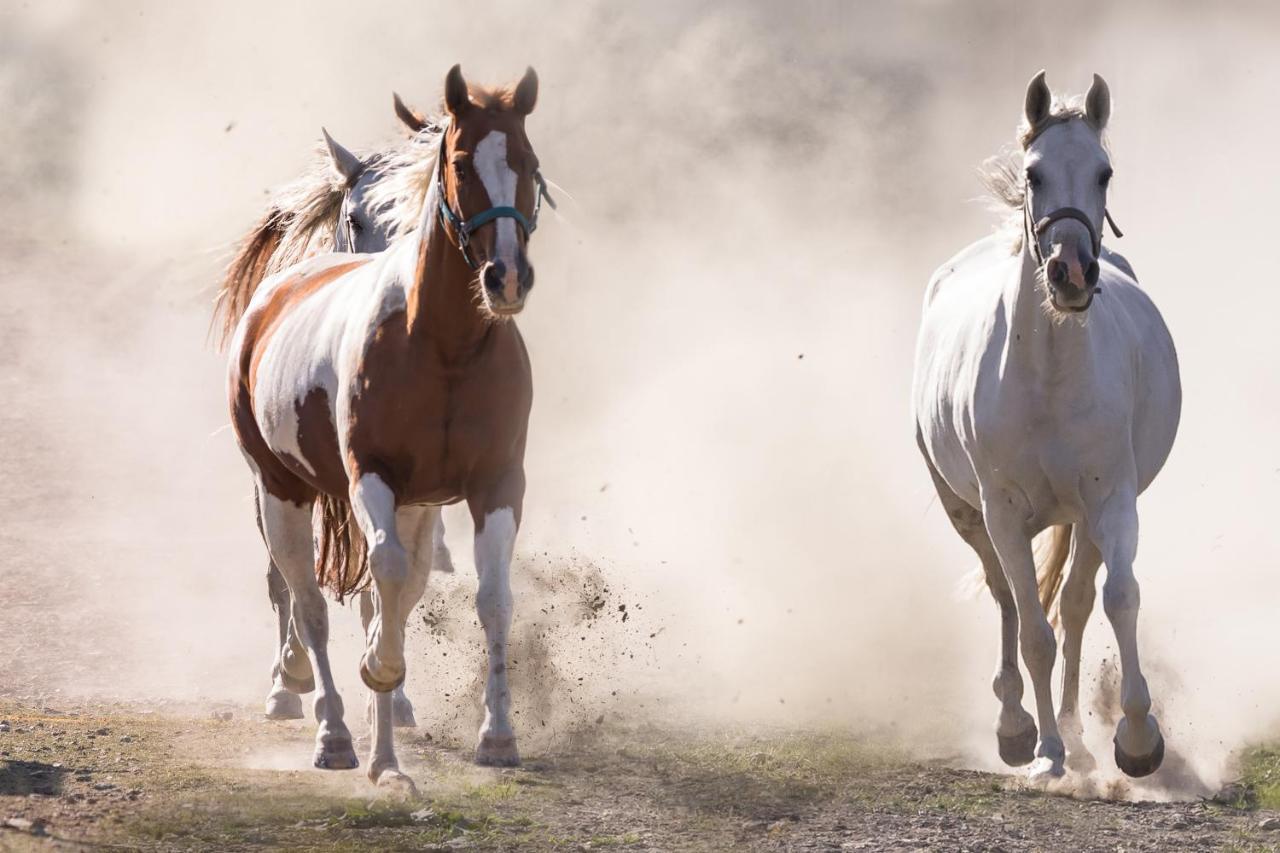 Ranchhouse Smoker- Westernstable - Horse Elterlein Екстериор снимка